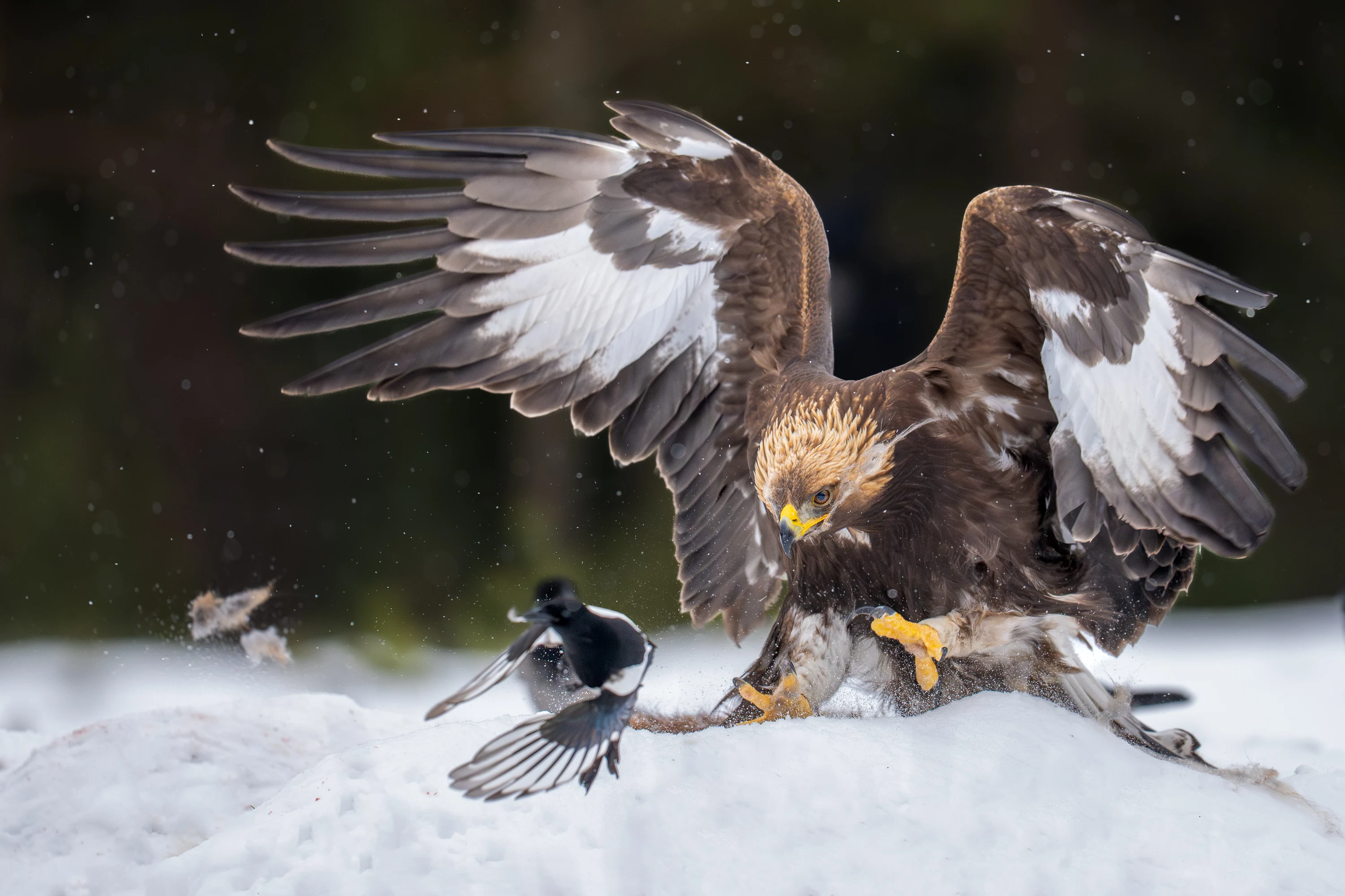 Norway Winter Raptors Expedition